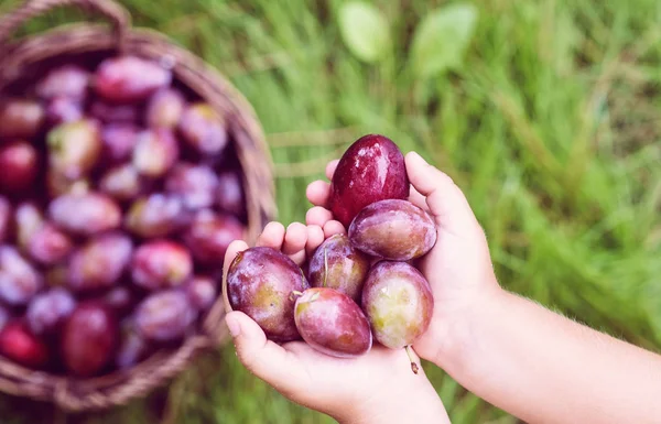 Prune fraîche dans les mains de l'enfant vue du dessus — Photo