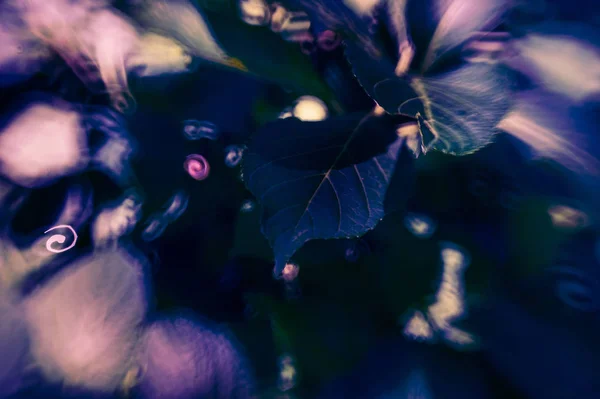 Tutup daun gelap dengan tilt shift dan figure bokeh macro dengan blur dan soft focus — Stok Foto