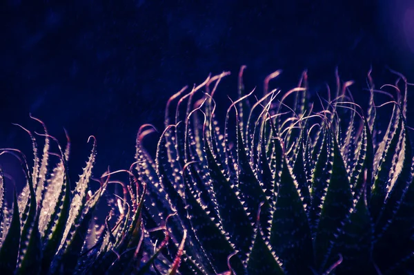 Close up plant in garden rain drops in back — Stock Photo, Image