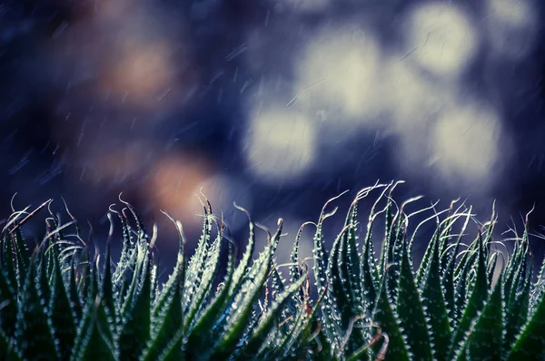 Menutup tanaman di taman hujan tetes di belakang — Stok Foto