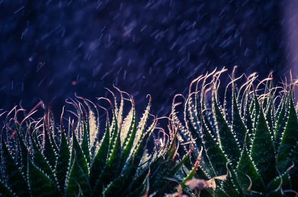Menutup tanaman di taman hujan tetes di belakang — Stok Foto