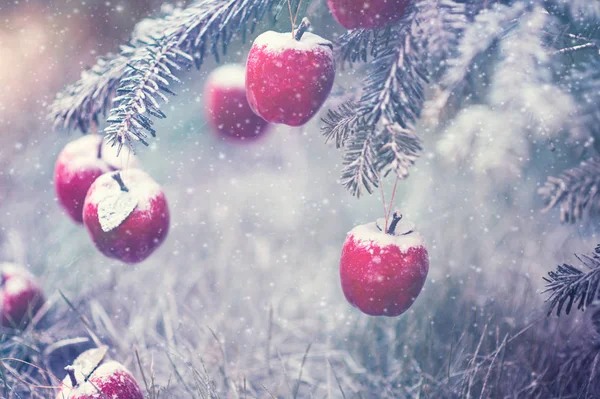 Rode appels in sneeuw close-up — Stockfoto