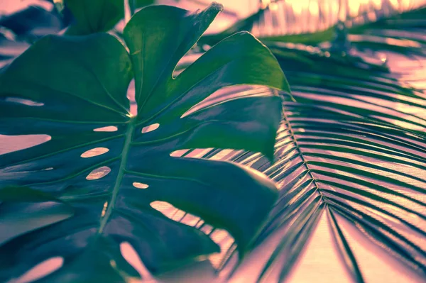 Dark green leaves of monstera or split-leaf philodendron Monstera deliciosa tropical foliage plant — Stock Photo, Image