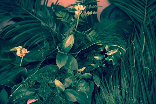 Várias folhas tropicais verdes escuras e plantas vista superior — Fotografia de Stock