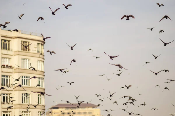 Uçan güvercinler Istanbul'daki sürüsü — Stok fotoğraf