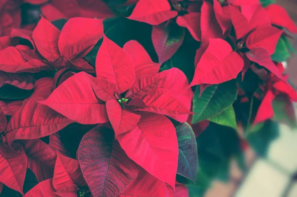 Poinsettia roja. Navidad flor tradicional en mesa de madera — Foto de Stock
