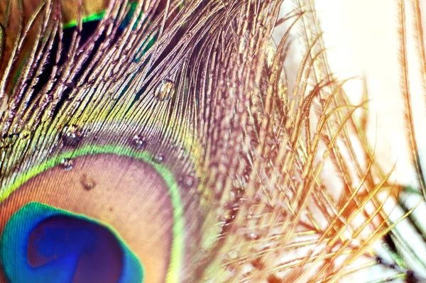 Colorful and Artistic Peacock Feathers. Macro photo of an arrangement of luminous peacock feathers. — Stock Photo, Image