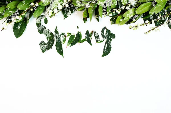 Зелений лист з тлом краплі води — стокове фото