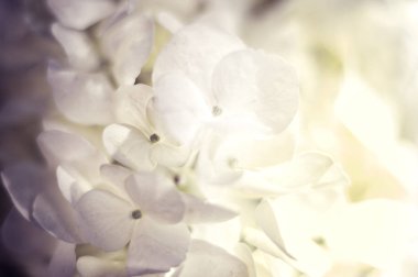 Yumuşak ortanca Hydrangea macrophylla veya HORTENSIA çiçek