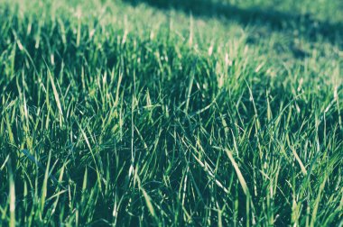 yoğun yeşil çim yakın çekim yatay