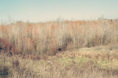 yol boyunca kış ağaçlar. güneşli kış günü Arnavutluk manzara