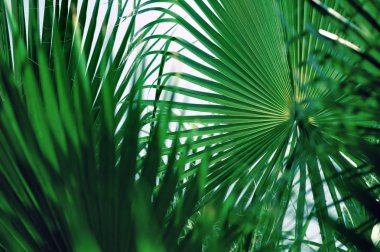 Koyu yeşil renkli palmiye yaprakları