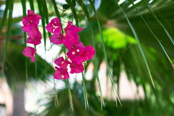 Bougainvillea flowers texture and background.