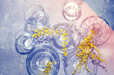 Bahar geldi. Su ile şeffaf bir vazoda sarı Mimoza dalı standları