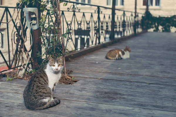A cat in the old town. — Stock Photo, Image