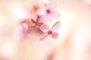 Erik çiçeği makro çekim