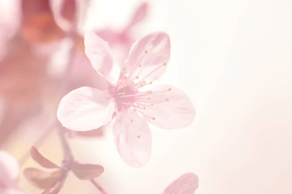 Plum flower macro shot — Stock Photo, Image