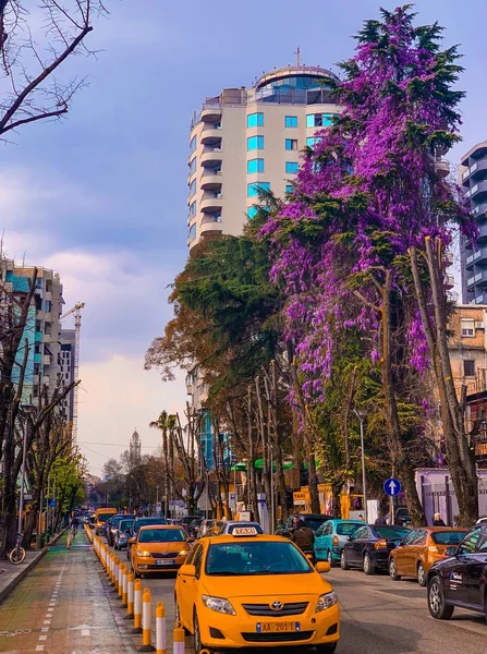 Tirana, Albanien. März 2019: belebte Hauptstadtstraße mit Taxi und Autos und Blick auf blühenden Glyzinien-Baum. — Stockfoto