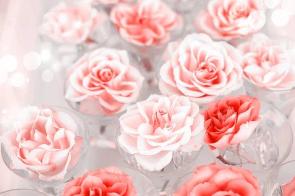 Rosas de cor doce em estilo suave para fundo — Fotografia de Stock