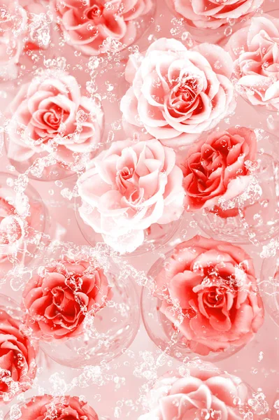 Roses de couleur douce dans un style doux pour le fond — Photo