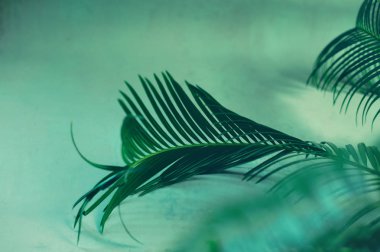 Koyu yeşil arka plan üzerinde palmiye ağacının yeşil yaprakları