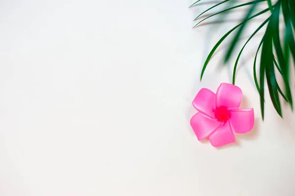 Зелене листя пальми на рожевому фоні — стокове фото