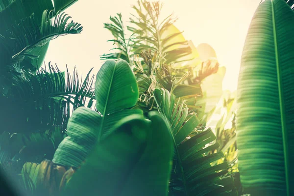 深深绿色棕榈叶图案，具有明亮的橙色太阳耀斑效果. — 图库照片