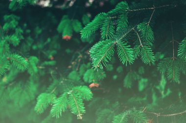 Arka plan bir doku kürklü ladin ağacı dalları