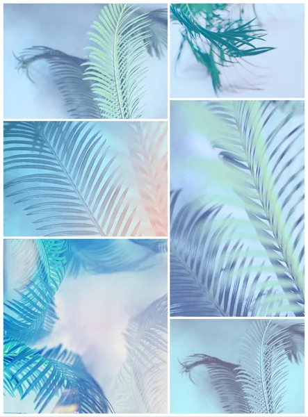 Trendy design, nature and background concept blue duotone palm tree leaves — Stock Photo, Image