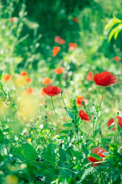 Haşhaş başını kapat. Kırmızı haşhaş çiçekleri alanı