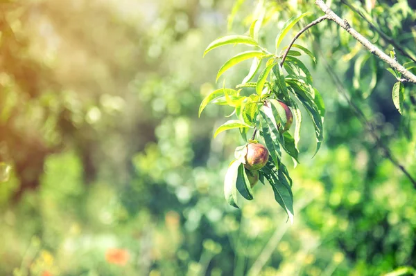 Buah persik manis matang tumbuh pada cabang pohon persik — Stok Foto