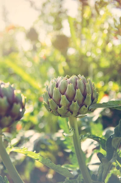 Cynara cardunculus artisjok Bud — Stockfoto