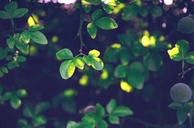 Yeşil yapraklardan oluşan yaratıcı bir düzen. Düz yatıyordu. Doğa arkaplanı