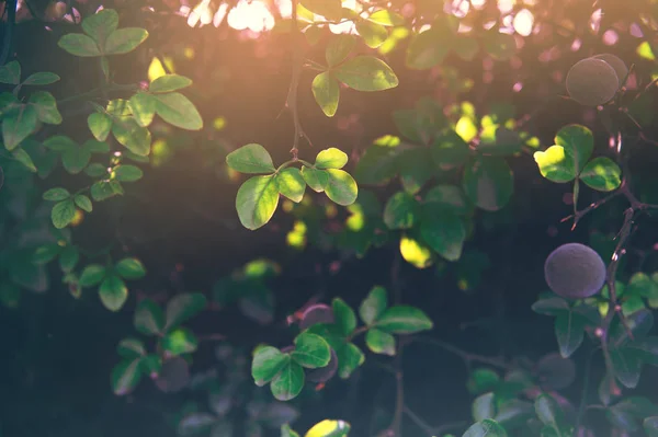 Creative layout made of green leaves. Flat lay. Nature background — Stock Photo, Image