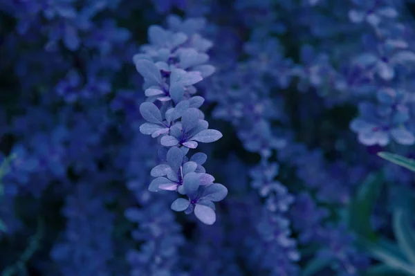 Diseño creativo hecho de hojas verdes. Acostado. Fondo de naturaleza — Foto de Stock