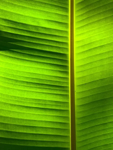 Tropical banana leaf texture, large palm foliage nature green background — Stock Photo, Image
