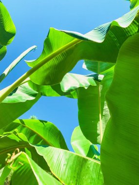 Tropikal muz yaprağı dokusu, geniş palmiye yaprakları yeşil arka plan