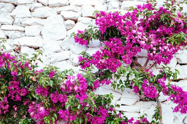 Lila Bougenville-Blumen mit weißem Backsteinhintergrund — Stockfoto