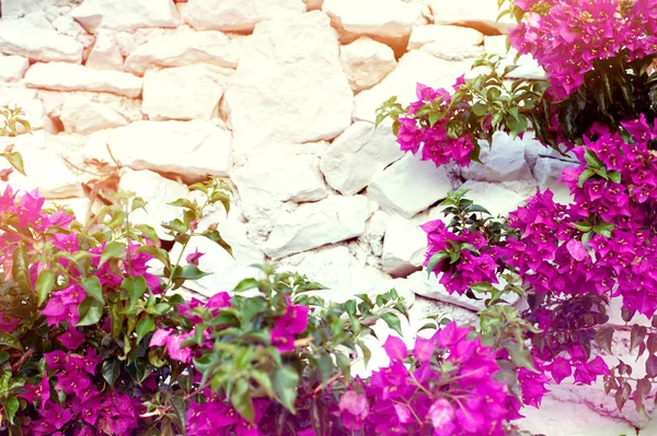 Beyaz tuğla arka plan ile Mor bougenville çiçekler — Stok fotoğraf