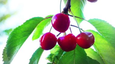 Kırmızı Kiraz üstünde A ağaç yavaş Mo, Hd ayak - kırmızı yavaş Prunus avium organik meyve video