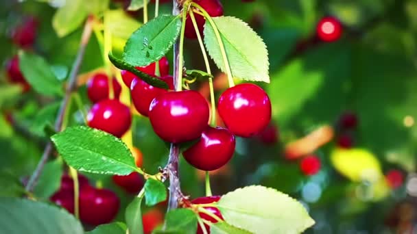 Cerisier Cerises Mûres Prêtes Être Cueillies Ralenti Séquences — Video