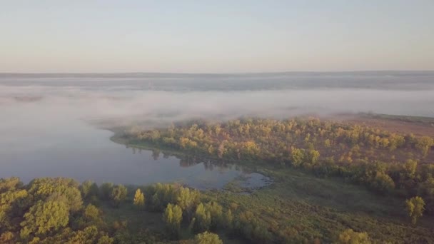 Річковий ранок і ліс — стокове відео