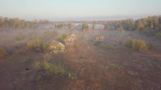 Casa abandonada na floresta matinal — Vídeo de Stock