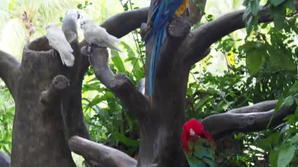 Loros en el árbol — Vídeos de Stock