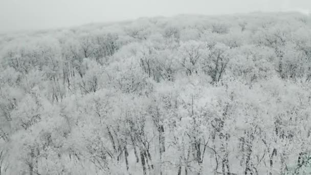 Neve foresta invernale — Video Stock
