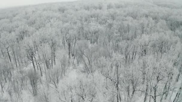 用被雪覆盖的冰冻树木和树枝飞越冬季森林 — 图库视频影像