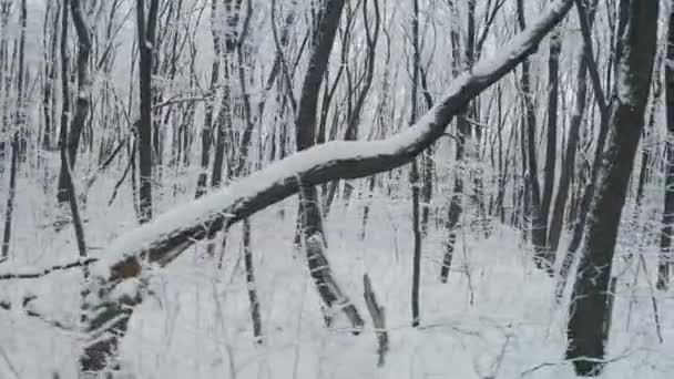 Sneeuw winter forest — Stockvideo
