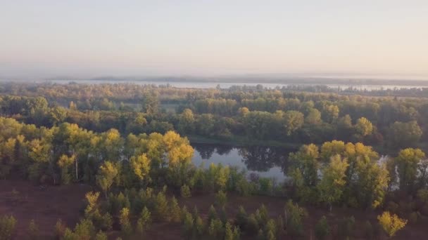 河早晨和森林 — 图库视频影像
