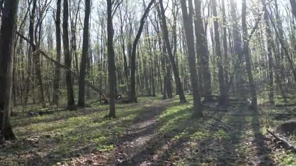 Caminando bosque verde — Vídeos de Stock