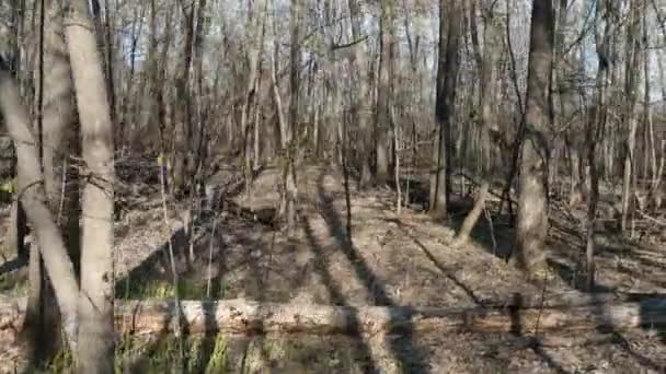 Marcher forêt verte